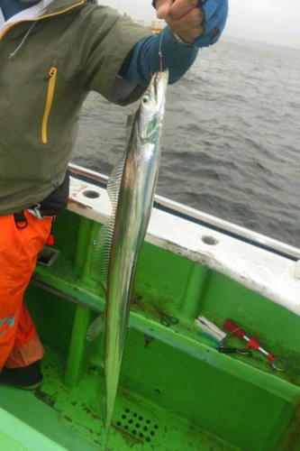 ようやく最初の太刀魚が釣れ、ここからが勝負!