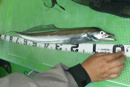 90cmオーバーが! 釣り上げたのはどっちだ!?