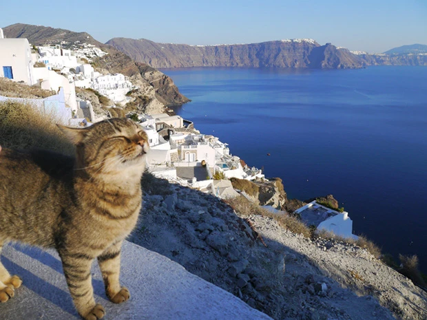 目の前に広がるエーゲ海の絶景にご満悦な猫
