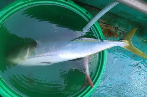 ヒラマサとそっくりなワラサ。ヒラマサは口の根元が丸みを帯びているのが特徴