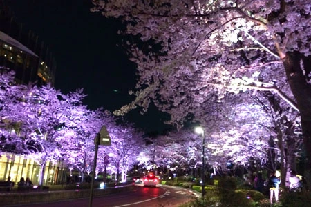 ミッドタウンのライトアップされた桜は幻想的でホントに素敵でした