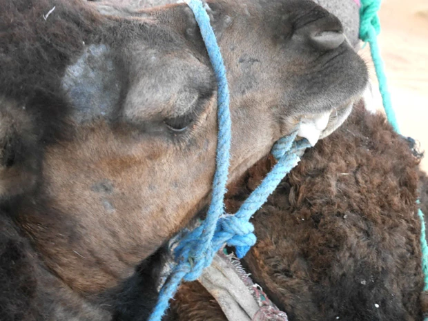 私のベイビーキャメルちゃん、泡ふいてるんですけど…