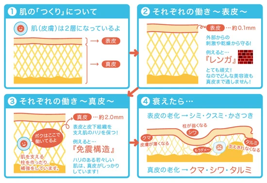 肌は2層構造。真皮にある肌細胞が肌全体のハリや潤いを保っているのだ(イラスト提供:RDクリニック)