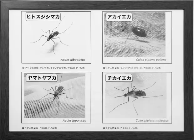 ジカ熱の完全封鎖は無理 蚊に刺されやすい人の特徴は ライフ 文化 ニュース 週プレnews 週刊プレイボーイのニュースサイト ジカ熱の完全封鎖は無理 蚊に刺されやすい人の特徴は ライフ 文化 ニュース 週プレnews 週刊プレイボーイのニュースサイト