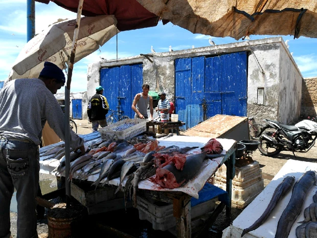 港ではサメやウニや名前のわからない魚がいっぱい