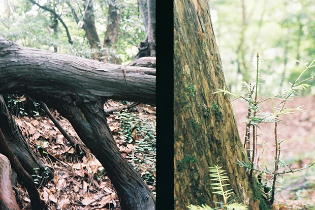 高尾山に生きづく自然