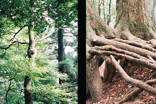 高尾山に生きづく自然