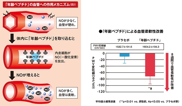 （左）血液を柔らかくする効果のあるＮＯ（一酸化炭素）の血管への作用の仕組。（右）「ＰＷＶ（Ｐｕｌｓｅ Ｗａｖｅ Ｖｅｌｏｃｉｔｙ）」とは，日本語では「脈波伝播速度」といい、血管の硬さをみる検査のこと。プラセボ（偽薬を飲んだ患者）と比べると、８週間で効果に格段の差が！