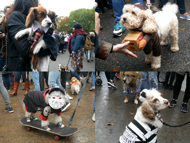 旅人マリーシャの世界一周紀行 第１２３回 犬の仮装パレードも大人気 過熱するｎｙのペット事情 写真 ニュース 週プレnews 週刊プレイボーイのニュースサイト