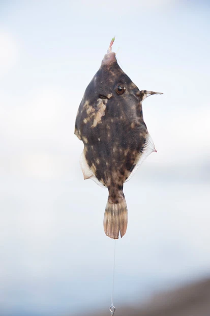 ついに大きな当たりが！！と思い、釣り上げるとカワハギの稚魚。食べようかと思ったが、子供なので逃がした