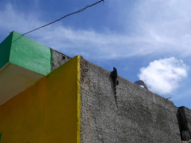 久々にイグアナ発見