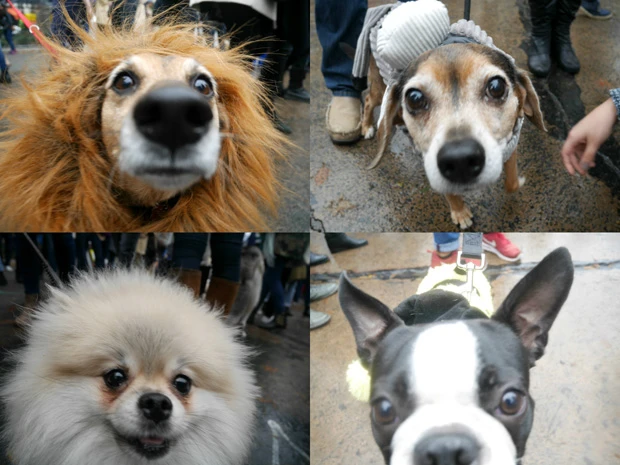 なぜか私のカメラに突進してくる犬たち! レンズに何かついてたかな?