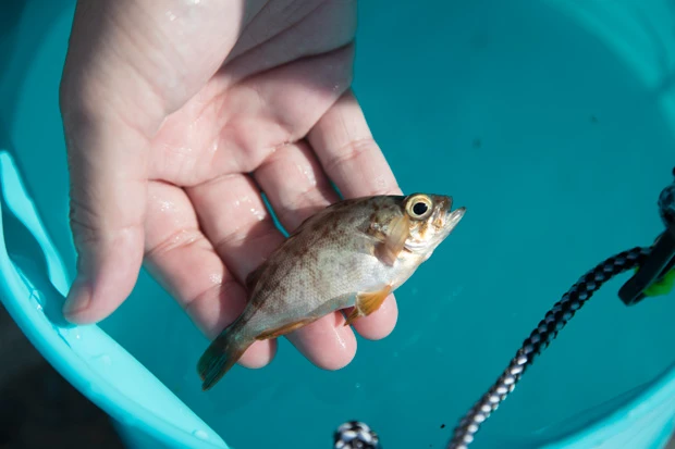 トダが釣った小さな雑魚。目が大きくてかわいい