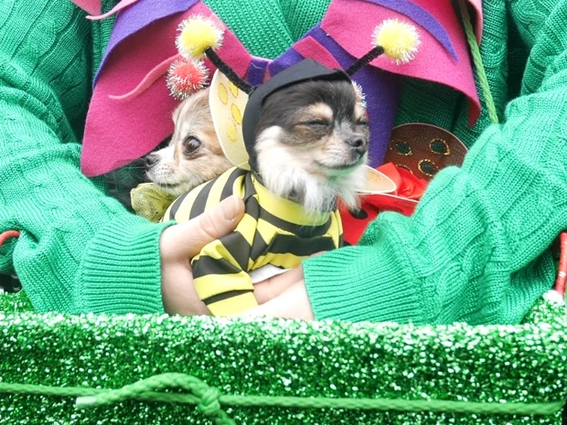 大人気のミツバチちゃん。震えてます