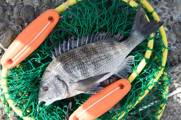 隣のプロ風のオジサンが釣り上げた立派なクロダイ。