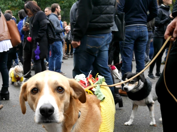 仮装した人々やワンちゃんでワンさかしているトンプソンスクエアガーデン