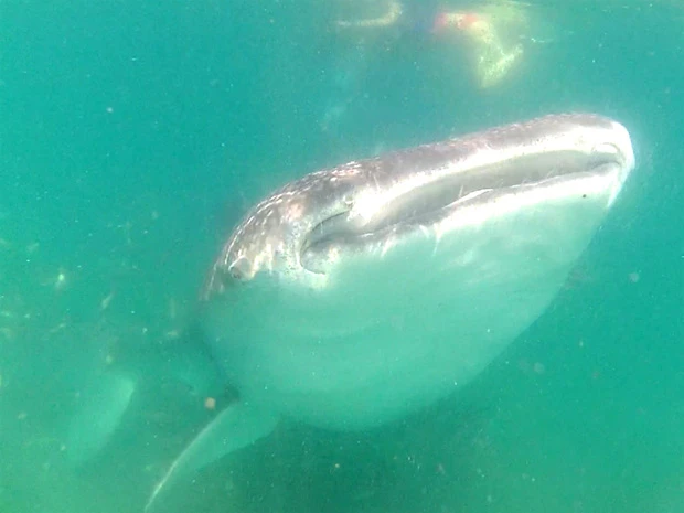 口を閉じてるのもカワイイ