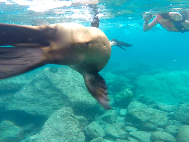 アシカに弄(もてあそ)ばれるマリーシャ