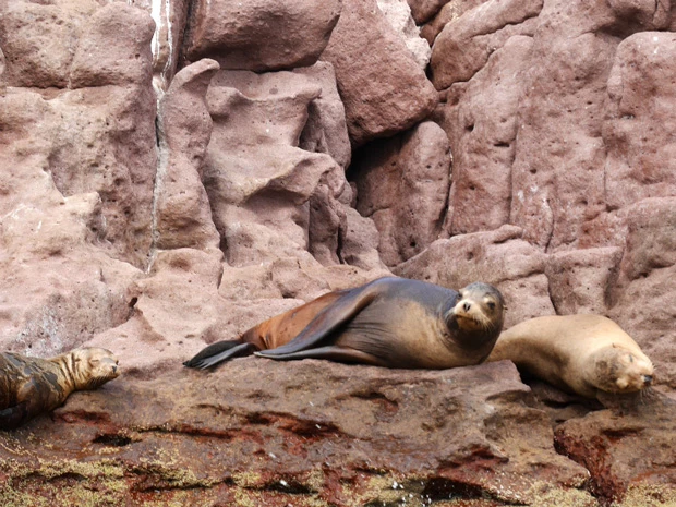 カワイイけど、なんだかやたら虚(うつ)ろな目をしているアシカ