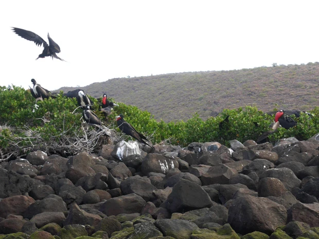 お腹の赤い鳥。たぶん「アメリカグンカンドリ」って名前