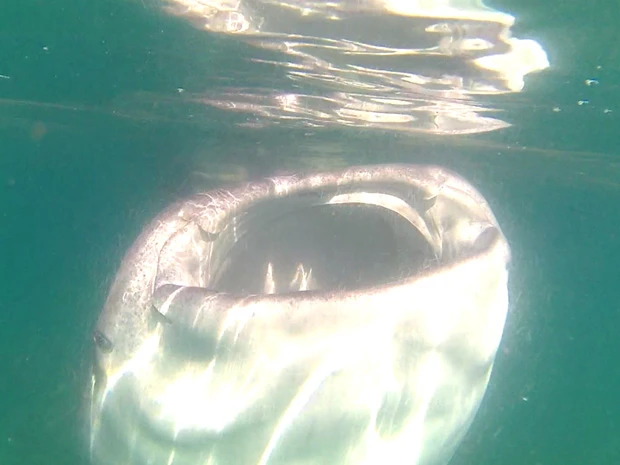 私が捉えたベストショット!ジンベイの大口