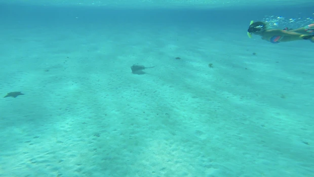 ヒトデとエイと私