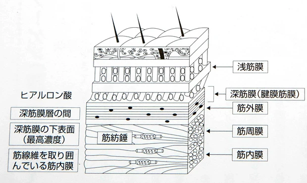 皮膚から筋肉までの構造。『自分でできる!筋膜リリースパーフェクトガイド』より