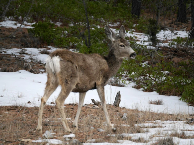 帰り際に突然現れた野性のシカ
