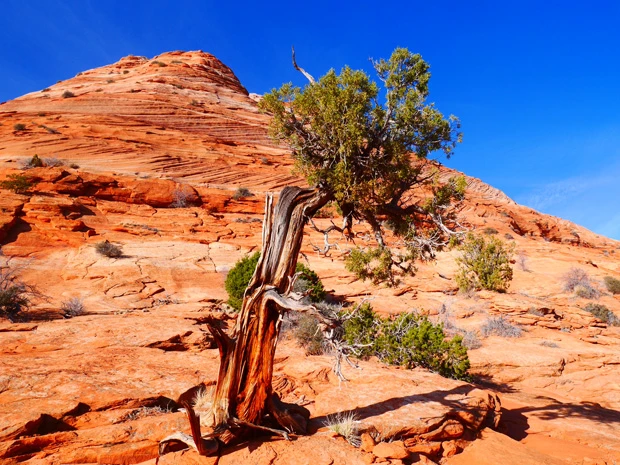 岩場にポツンと現れた木にはパワーを感じる
