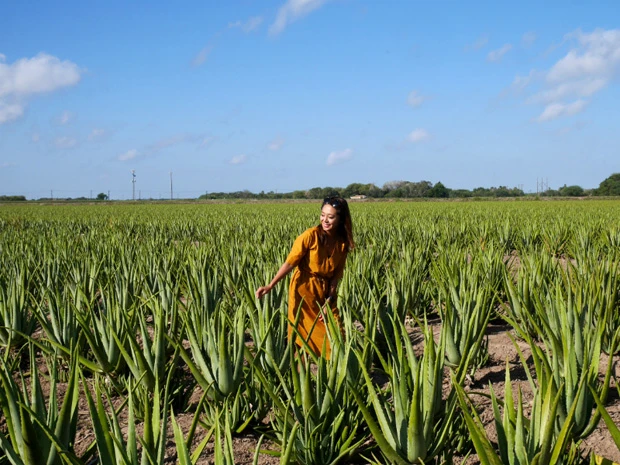  アロエちゃんたち、こんにちは！