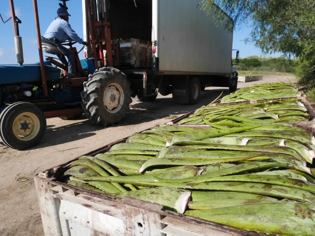  収穫されたアロエは直工場へ運ばれます