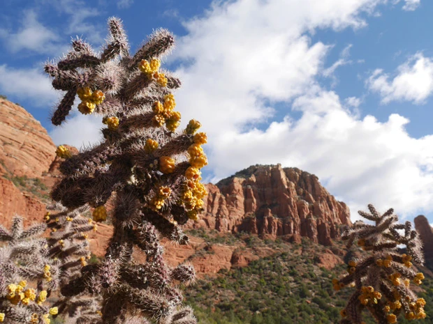 アリゾナ感ありまくりのサボテン