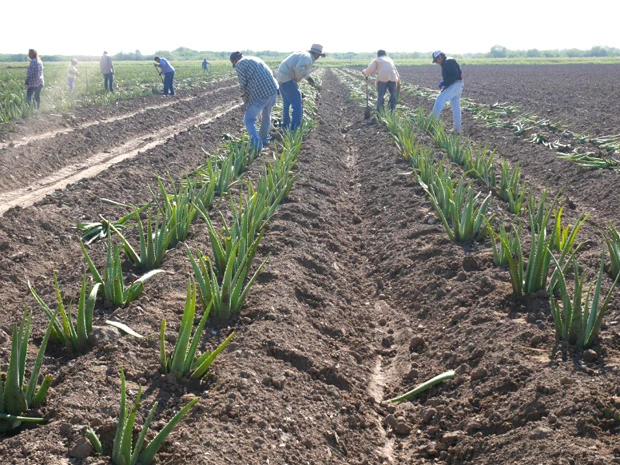  畑で働く人たち
