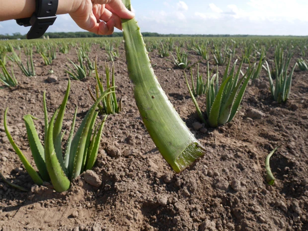  オーガニックで育てられた健康的でムッチリしたアロエ