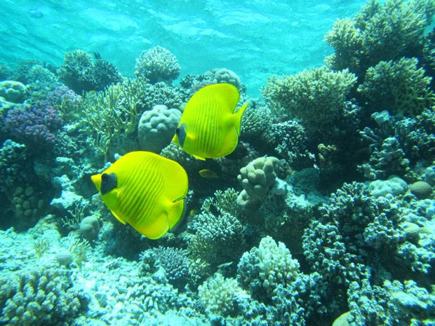 紅海で泳ぐ魚たちは2匹で泳ぐカップルばかり