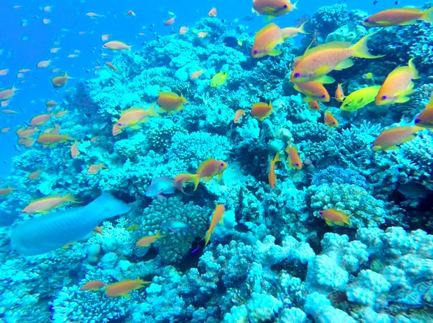 紅海の海の中を大公開! 紅葉のようにヒラヒラと泳ぐ魚たち