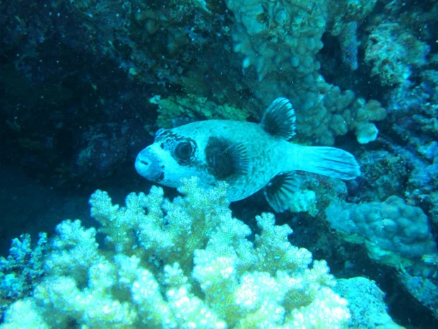 眉毛のつながったヒゲ面のフグオ君は独り身でした