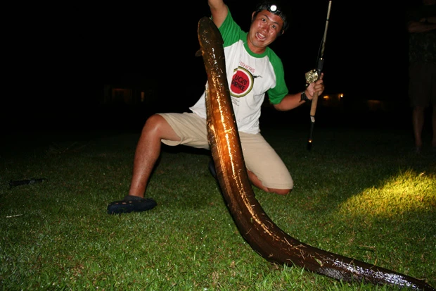 小塚さんがアマゾンで釣り上げた「デンキウナギ」。最大800Vの電圧を放ち、馬も殺すといわれている