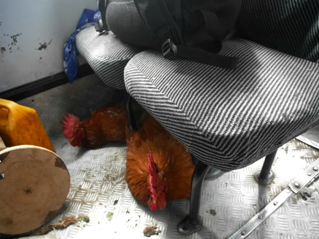 静かなバスの中、鶏だけがしきりに鳴いているその空間はなかなかシュール