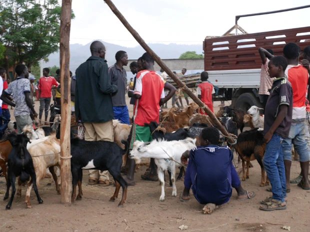 アニマルマーケットは男性ばかり