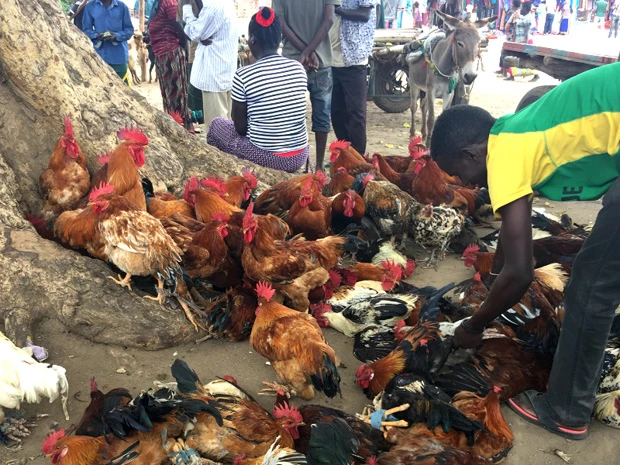 チキンはホリデーのご馳走。マーケットで売られている