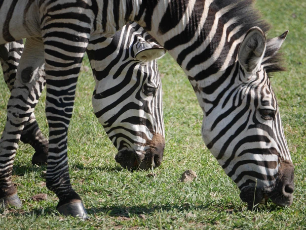 クッキリしたシマ模様がステキ