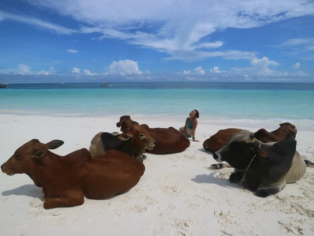 牛たちと一緒にビーチでくつろぐ