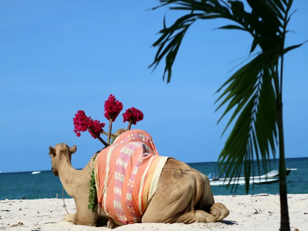 リゾートでラクダ発見。モロッコやエジプトのラクダに比べてだいぶキレイにトリミングされている