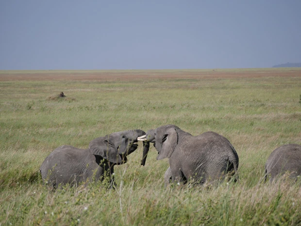 じゃれあうアフリカ象