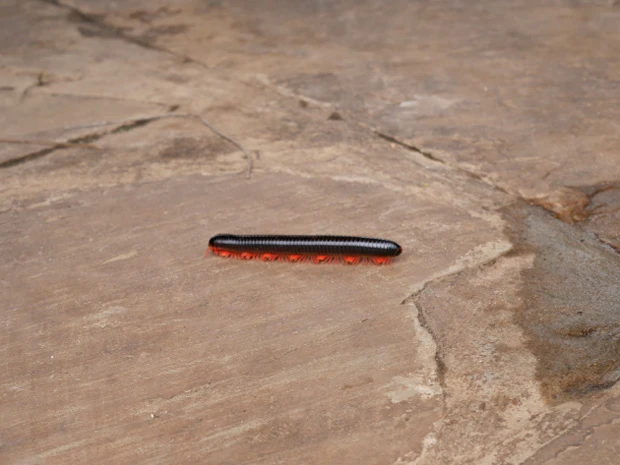 グミじゃないよ!