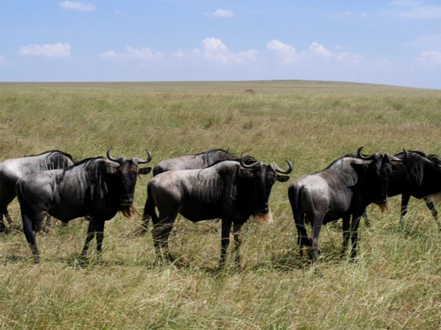 余りもので作られた!?ヌー