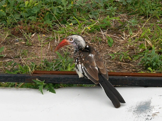 熱帯性の鳥アカハシコサイチョウ。日本にも輸入されているようで、ウン十万円で買えるらしいよ