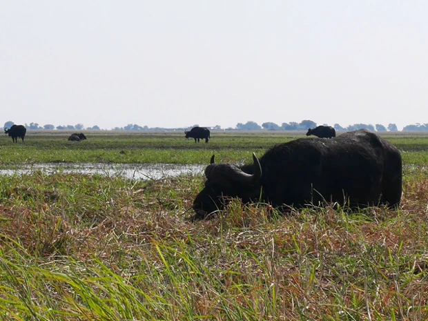 のんびりバッファロー