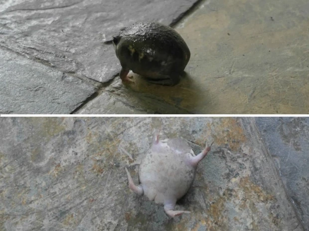 カエルだけにひっくりカエル。南部アフリカに生息するアメフクラガエル。 (上)歩いていたけど、(下)ひっくり返る